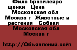 Фила бразилейро щенки › Цена ­ 60 000 - Московская обл., Москва г. Животные и растения » Собаки   . Московская обл.,Москва г.